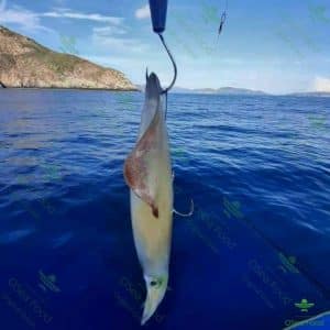 muc la tuoi phu quoc oseafood